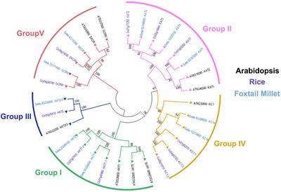 Identification and Characterization of Shaker K+ Channel Gene Family in Foxtail Millet (Setaria italica) and Their Role in Stress Response